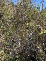 Dracophyllum subulatum