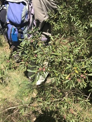 Persoonia subvelutina