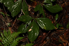 Neolitsea dealbata