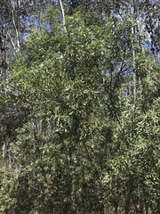 Persoonia subvelutina