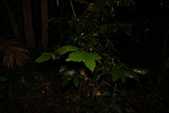 Neolitsea dealbata