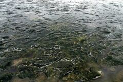 Cladophora glomerata