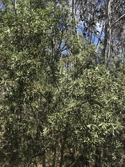 Persoonia subvelutina