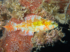 Oxycheilinus bimaculatus