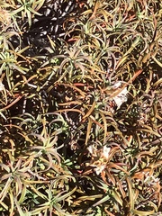 Dracophyllum recurvum