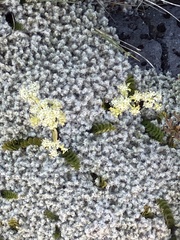 Anisotome aromatica