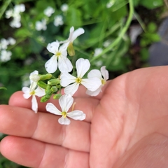 Raphanus sativus longipinnatus