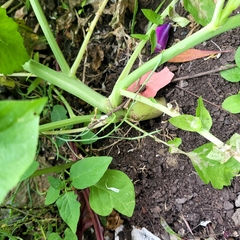 Raphanus sativus longipinnatus