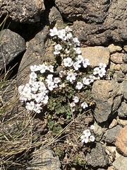 Veronica spathulata