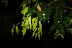 Syzygium floribundum
