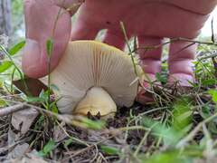 Amanita flavella