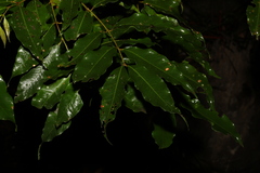 Syzygium floribundum
