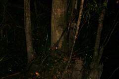 Syzygium floribundum