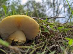 Amanita flavella