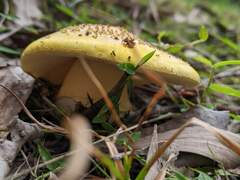 Amanita flavella