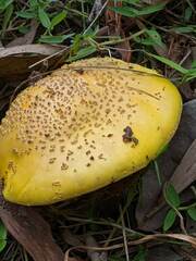 Amanita flavella
