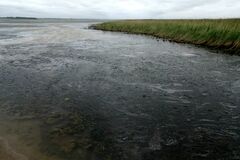 Cladophora glomerata