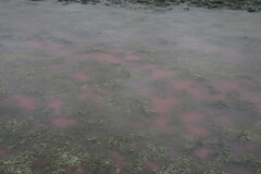 Cladophora glomerata