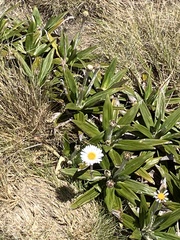 Celmisia spectabilis spectabilis