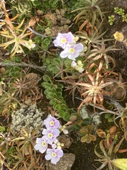 Veronica hookeriana