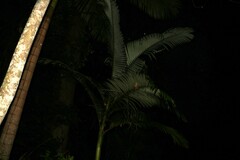 Archontophoenix alexandrae