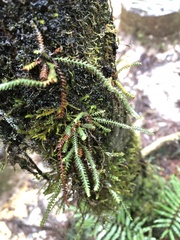 Micropolypodium okuboi