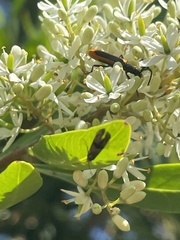 Stenoderus suturalis