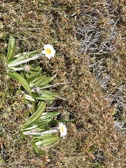 Celmisia spectabilis spectabilis