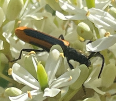 Stenoderus suturalis