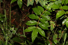 Spathodea campanulata