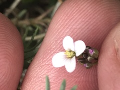 Cardamine papillata