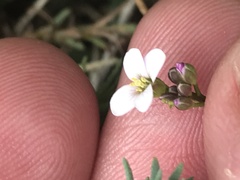 Cardamine papillata