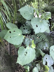 Piper excelsum excelsum