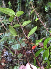 Berberis hayatana
