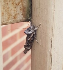 Archaeoses polygrapha