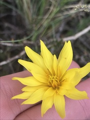 Microseris lanceolata