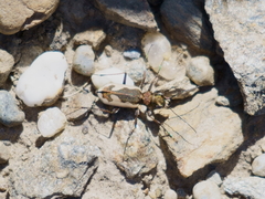 Neocicindela latecincta