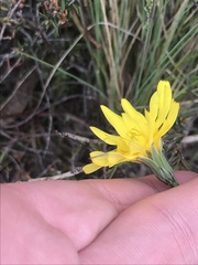 Microseris lanceolata