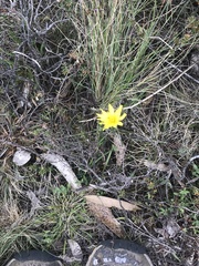 Microseris lanceolata