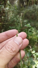 Poa imbecilla