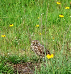 Athene cunicularia floridana