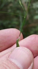 Poa imbecilla