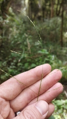 Poa imbecilla