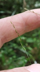 Poa imbecilla