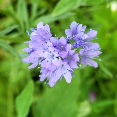 Gilia capitata
