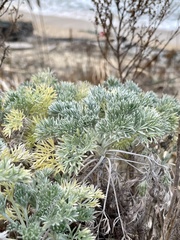 Artemisia capillaris