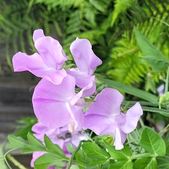 Lathyrus odoratus