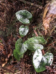 Asarum taipingshanianum
