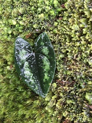 Asarum taipingshanianum