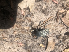 Psapharus ruficornis